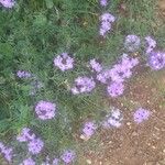 Verbena bipinnatifida Λουλούδι