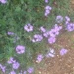 Verbena bipinnatifida 花