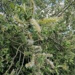Salix × reichardtii Floro