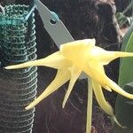 Angraecum sesquipedale Flower