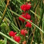 Chenopodium nutans Blodyn