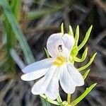 Euphrasia tricuspidata Flower