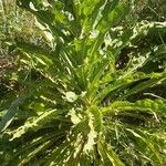 Verbascum speciosum Folha