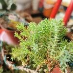 Juniperus drupacea পাতা