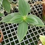 Tibouchina urvilleana Hoja
