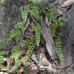 Adiantum diaphanum Leaf