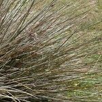 Juncus acutus Blad