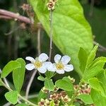 Spiraea hypericifolia Çiçek
