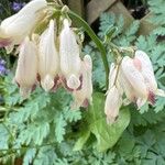 Dicentra formosa 花