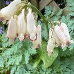 Dicentra formosa Kvet