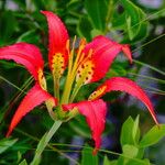 Lilium catesbaei ফুল