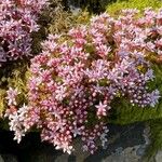 Sedum anglicumFlower