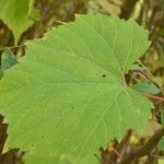 Vitis rupestris 叶