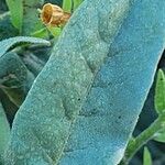 Nicotiana quadrivalvis Fulla