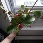 Kalanchoe longiflora Leaf