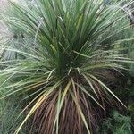 Cordyline australis Hábitos