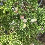 Juniperus monosperma Fruto