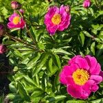 Paeonia lactifloraFlors