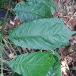Turraea cabrae Leaf