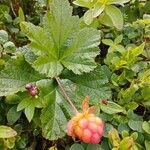 Rubus chamaemorus Плід