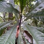 Pausandra trianae Yaprak