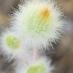 Pentanema divaricatum Flower