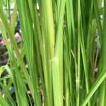 Oryza glaberrima 葉