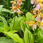 Calanthe discolor आदत