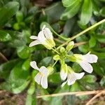 Arabis procurrens Flower