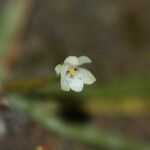 Taeniophyllum fasciola Blüte