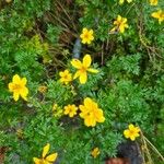 Bidens ferulifolia Virág