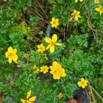 Bidens ferulifolia 花