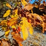 Sorbus intermedia Leaf