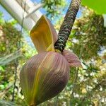 Musa acuminata Flower