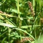 Carex trichocarpa Gyümölcs