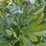 Sophora secundiflora Blatt