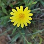 Calendula suffruticosa Fula