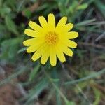 Calendula suffruticosa Квітка