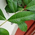 Ixora chinensis Blatt