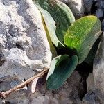 Ranunculus amplexicaulis Fruto