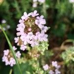 Thymus vulgaris Flower