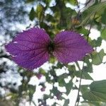 Dalechampia aristolochiifolia Blatt