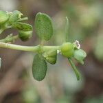 Chamaesyce serpens Плод