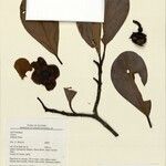 Clusia insignis Fruto