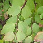 Spiraea trilobata Leaf