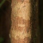 Eriotheca longitubulosa Corteza