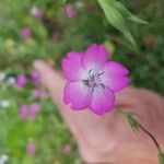 Eudianthe coeli-rosa Flower