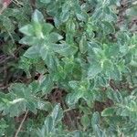 Teucrium chamaedrys Leaf