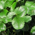 Fragaria chiloensis Leaf