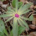 Gomphrena macrocephala Flower